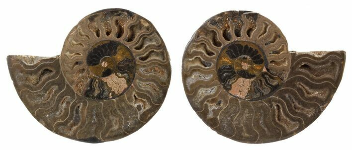 Split Black/Orange Ammonite Pair - Unusual Coloration #55598